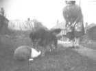 _betty_watson_skippy_bunny_14_bell_view_windsor_berks_uk_small.jpg