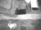 _bunny_14_bell_view_windsor_berks_uk_small.jpg
