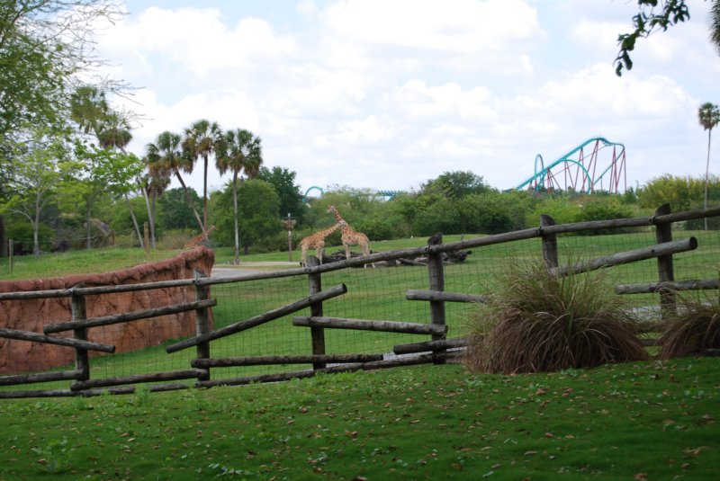 buschgardens038.jpg