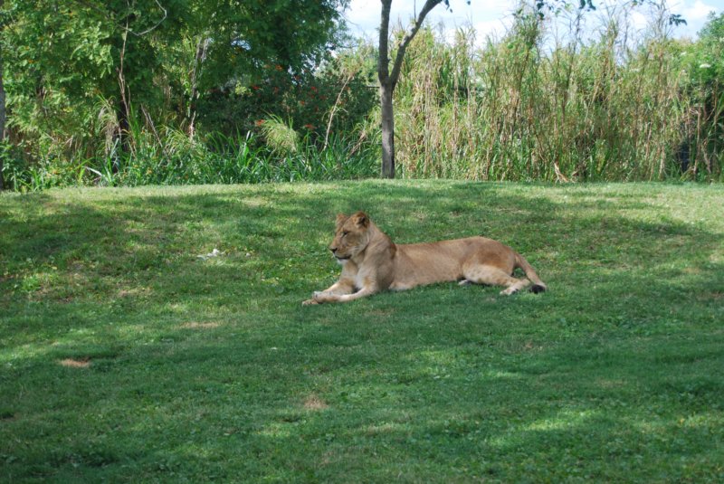 buschgardens108.jpg