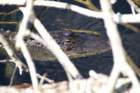 alligatoralleyday1211_small.jpg