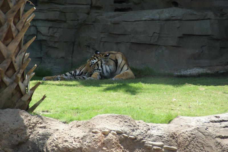 buschgardensday652.jpg