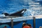 seaworldday13040_small.jpg