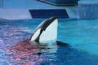 seaworldday13041_small.jpg