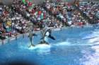 seaworldday13043_small.jpg