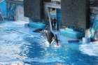 seaworldday13071_small.jpg