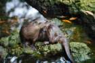 dsc00593_small.jpg