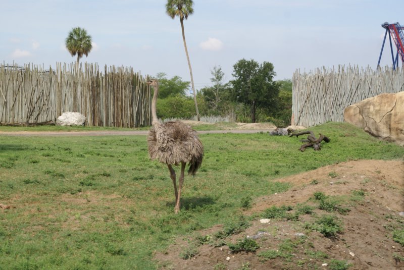 buschgardensday613.jpg