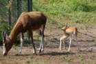 buschgardensday627_small.jpg