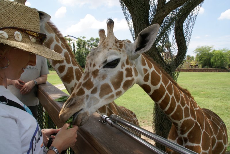 buschgardensday657.jpg