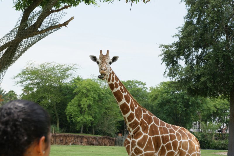 buschgardensday672.jpg