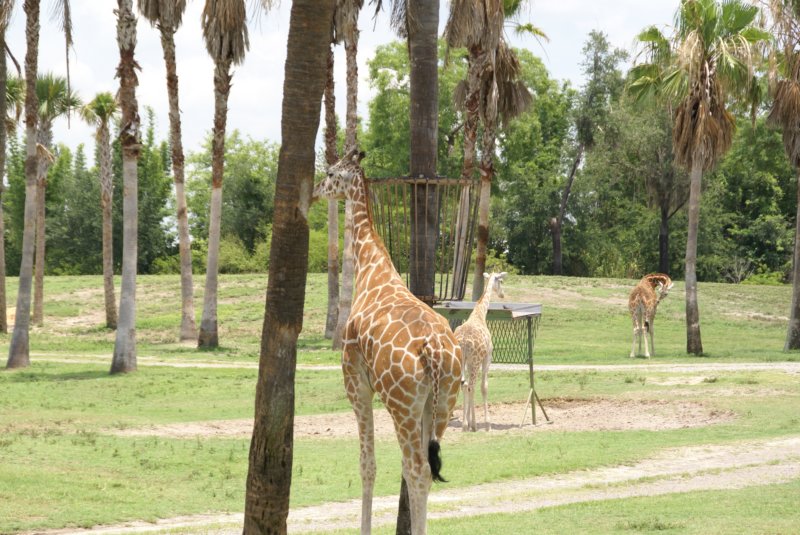 buschgardensday674.jpg