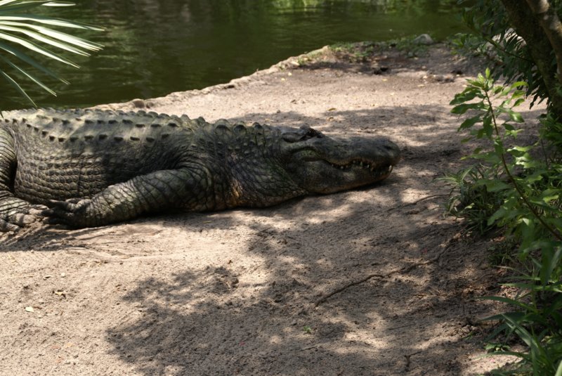 buschgardensday682.jpg