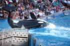 seaworldday13062_small.jpg