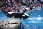 seaworldday13063_small.jpg