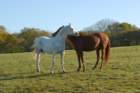 welshponycobshow10thmay2009001_small.jpg