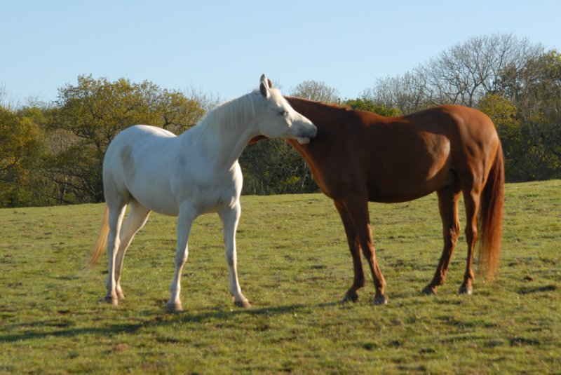 welshponycobshow10thmay2009002.jpg