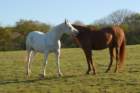 welshponycobshow10thmay2009002_small.jpg