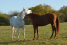 welshponycobshow10thmay2009003_small.jpg