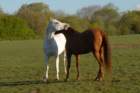 welshponycobshow10thmay2009004_small.jpg