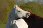 welshponycobshow10thmay2009005_small.jpg