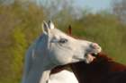 welshponycobshow10thmay2009006_small.jpg