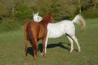 welshponycobshow10thmay2009007_small.jpg