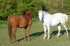 welshponycobshow10thmay2009008_small.jpg