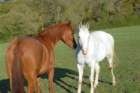 welshponycobshow10thmay2009009_small.jpg