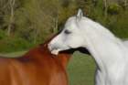 welshponycobshow10thmay2009010_small.jpg