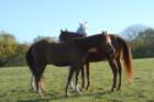 welshponycobshow10thmay2009012_small.jpg