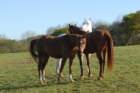 welshponycobshow10thmay2009013_small.jpg