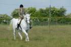 welshponycobshow10thmay2009016_small.jpg