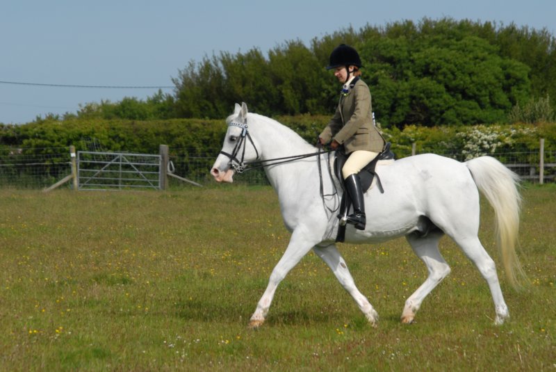 welshponycobshow10thmay2009017.jpg