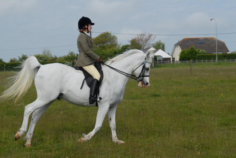 Welsh Pony & Cob Show 10th May 2009 020 welshponycobshow10thmay2009020.jpg