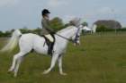 welshponycobshow10thmay2009020_small.jpg