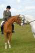 welshponycobshow10thmay2009027_small.jpg