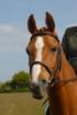 welshponycobshow10thmay2009035_small.jpg