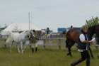 welshponycobshow10thmay2009041_small.jpg