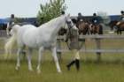 welshponycobshow10thmay2009042_small.jpg