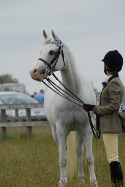 welshponycobshow10thmay2009045.jpg