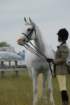 welshponycobshow10thmay2009045_small.jpg