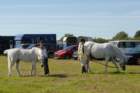 huntshow23rdaugust2009001_small.jpg