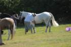 huntshow23rdaugust2009007_small.jpg