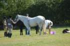 huntshow23rdaugust2009008_small.jpg