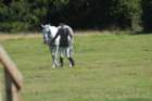 huntshow23rdaugust2009010_small.jpg