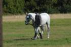 huntshow23rdaugust2009011_small.jpg