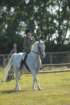 huntshow23rdaugust2009020_small.jpg