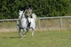 huntshow23rdaugust2009032_small.jpg