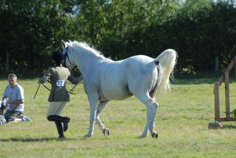 huntshow23rdaugust2009037.jpg